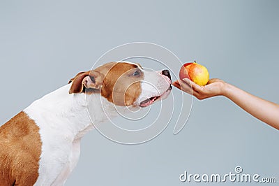 A big red dog sniffs an apple on a manâ€™s hand. Stock Photo